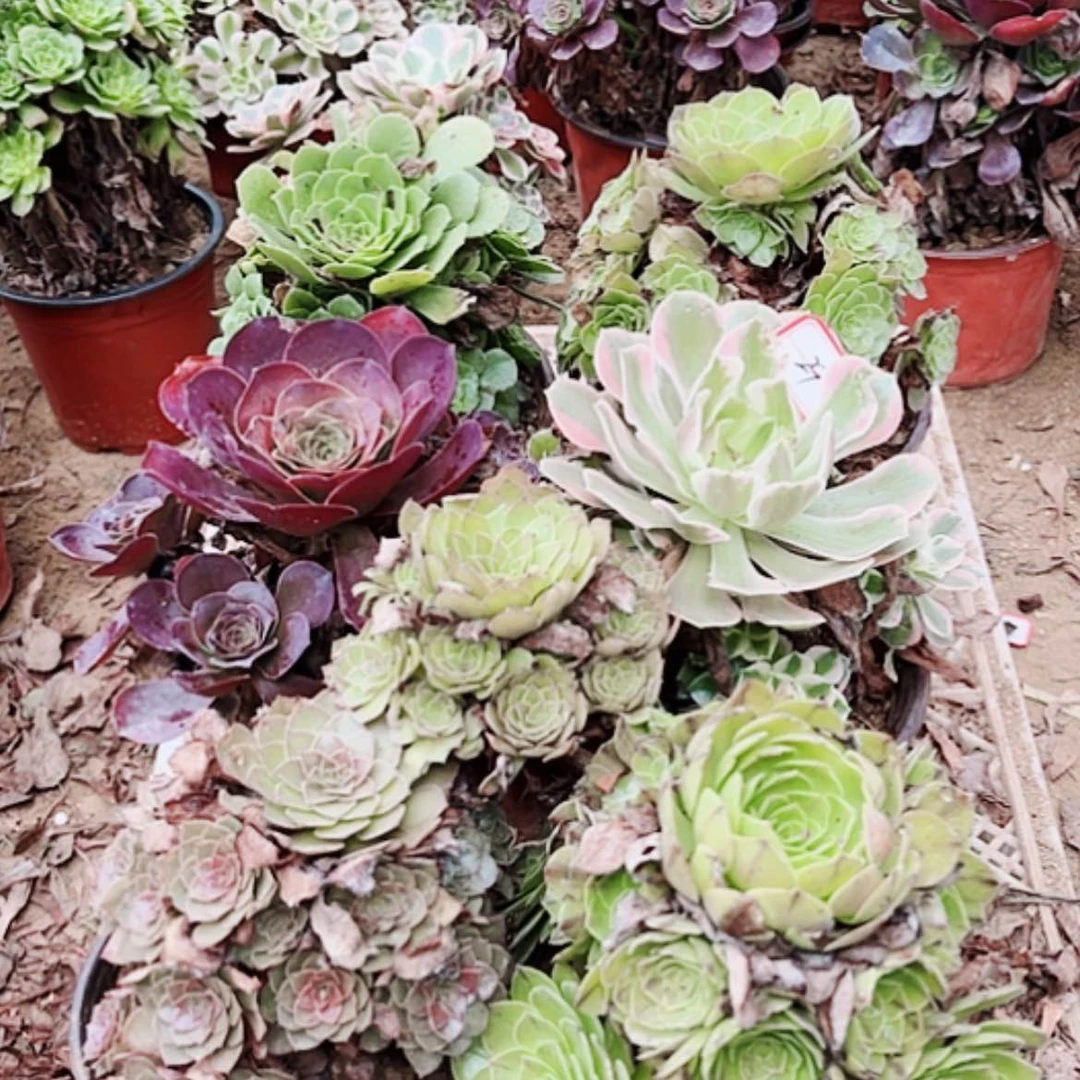 【闪购商品】无花朵29号套餐6颗多肉植物