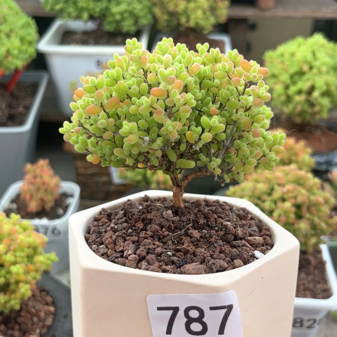 无花朵787蜜桔可爱多肉