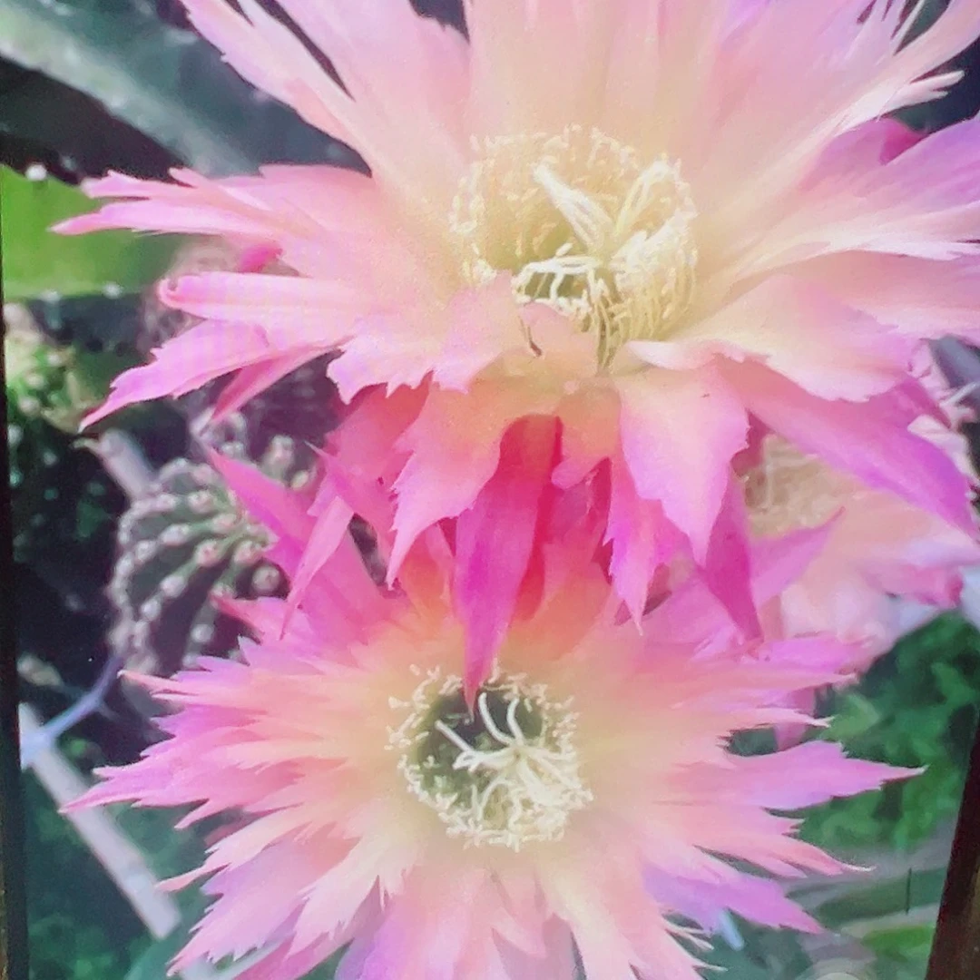 毛花柱 北极星 侧芽 满20包邮
