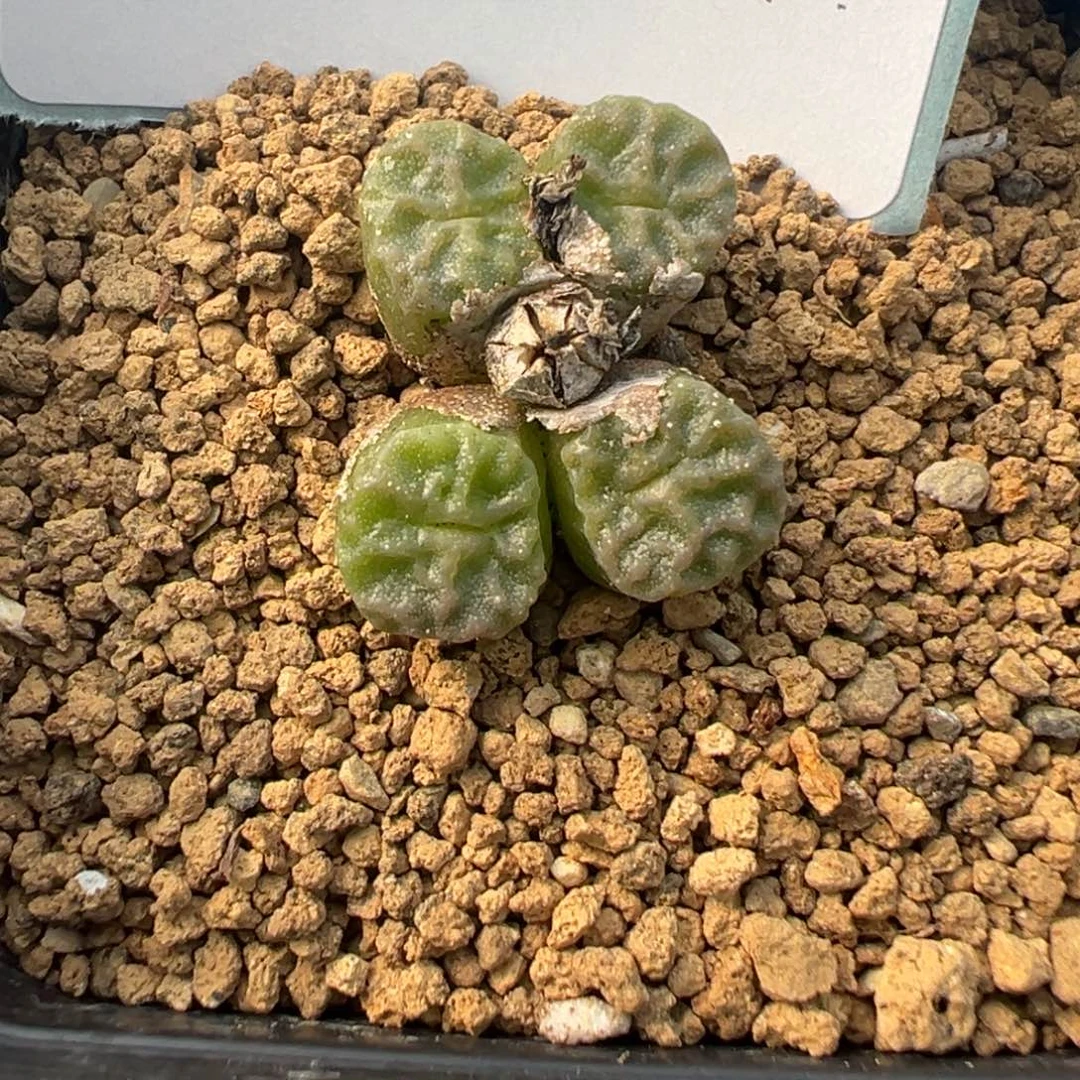 29-85肉锥多肉植物