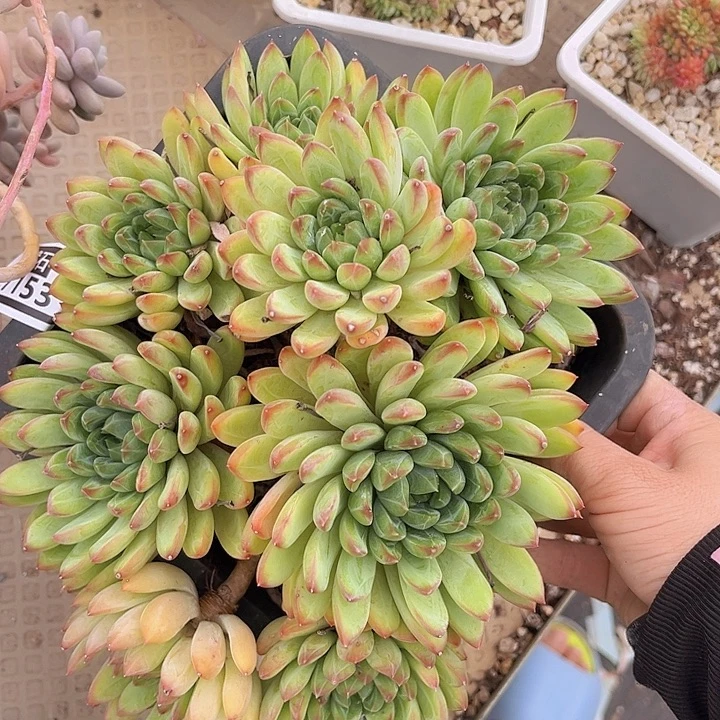 星际迷航27153多肉植物