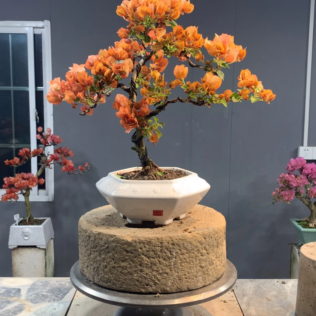 大量花朵（建议范围：8朵-15朵 或40%以上）