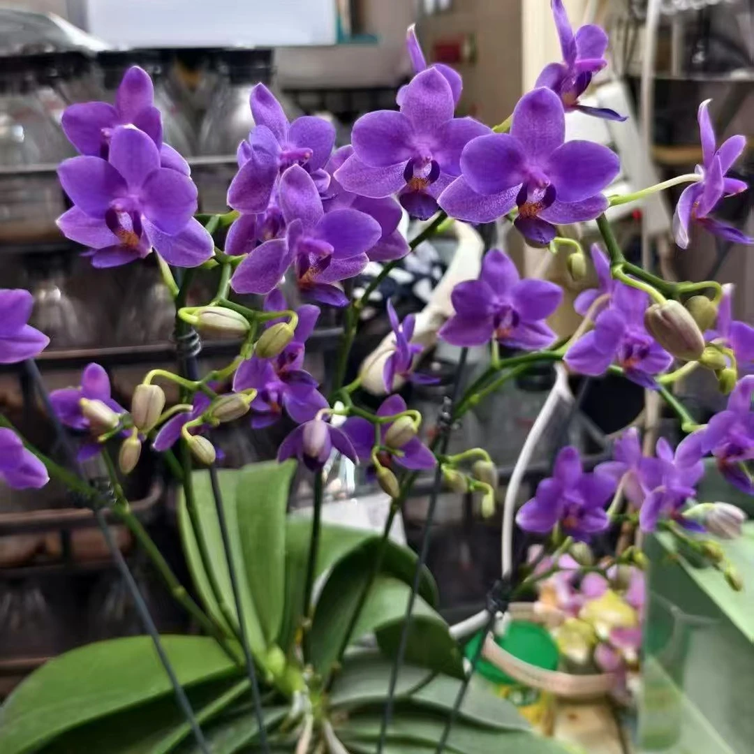 蝴蝶兰原生【蓝色风暴】1.7杯四季花卉鲜花绿植盆栽高档稀缺