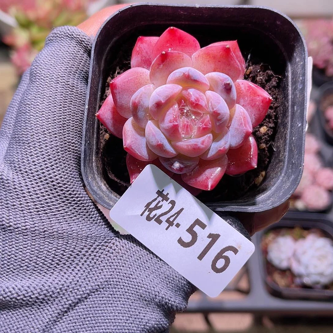 花24-516新品单头