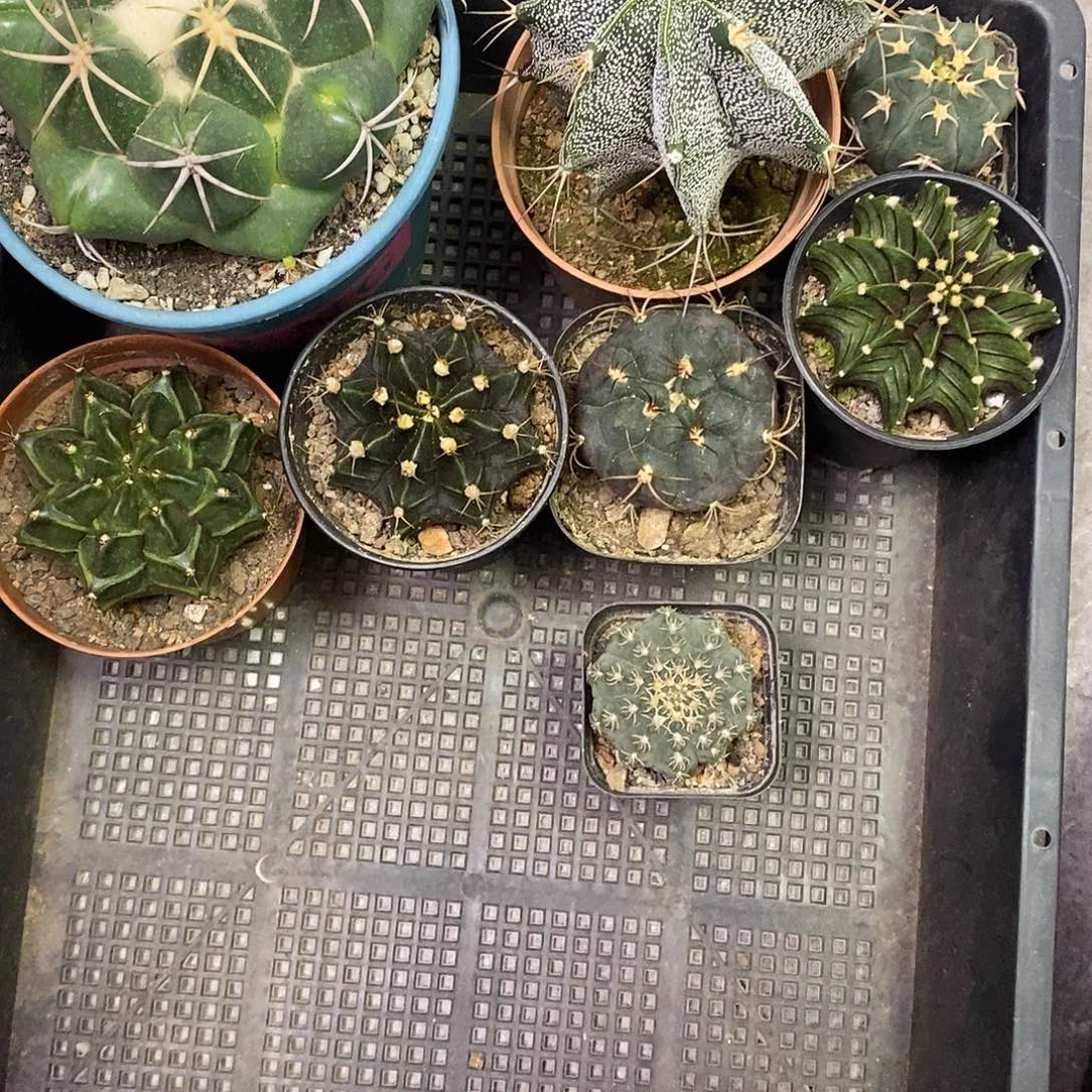 j***n一物一拍8棵仙人球