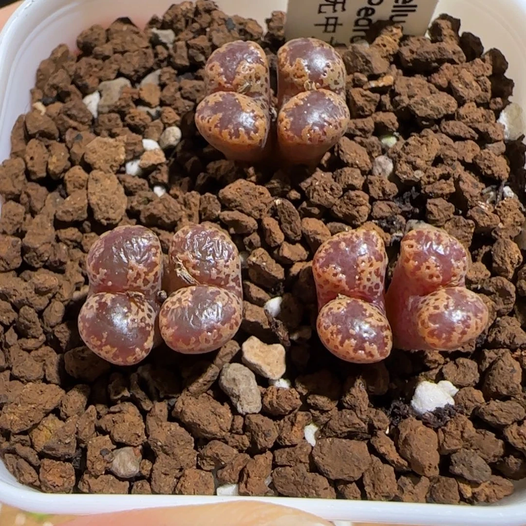 肉锥多肉植物组合-勋章一盆873