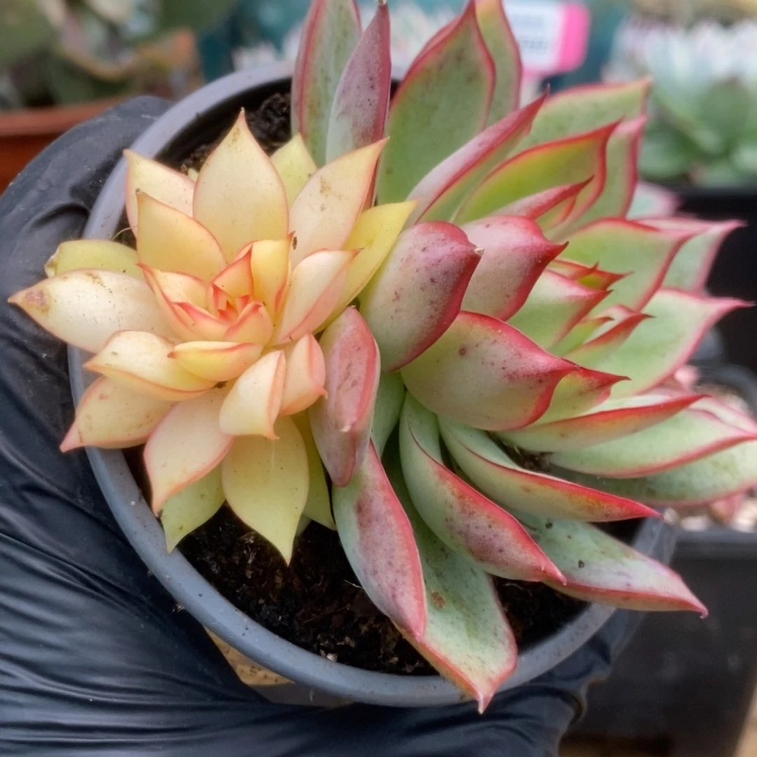 151宝莲灯锦锦锦锦啊锦