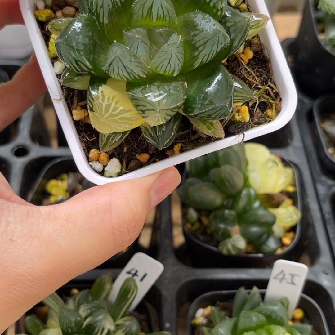 44号单头大窗胭脂玉露锦