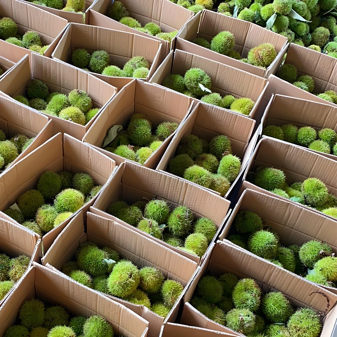 （顺丰）新鲜板栗刺球现摘带刺发货