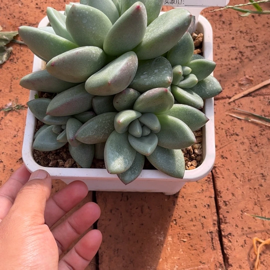 不***二美人系杂多肉植物407