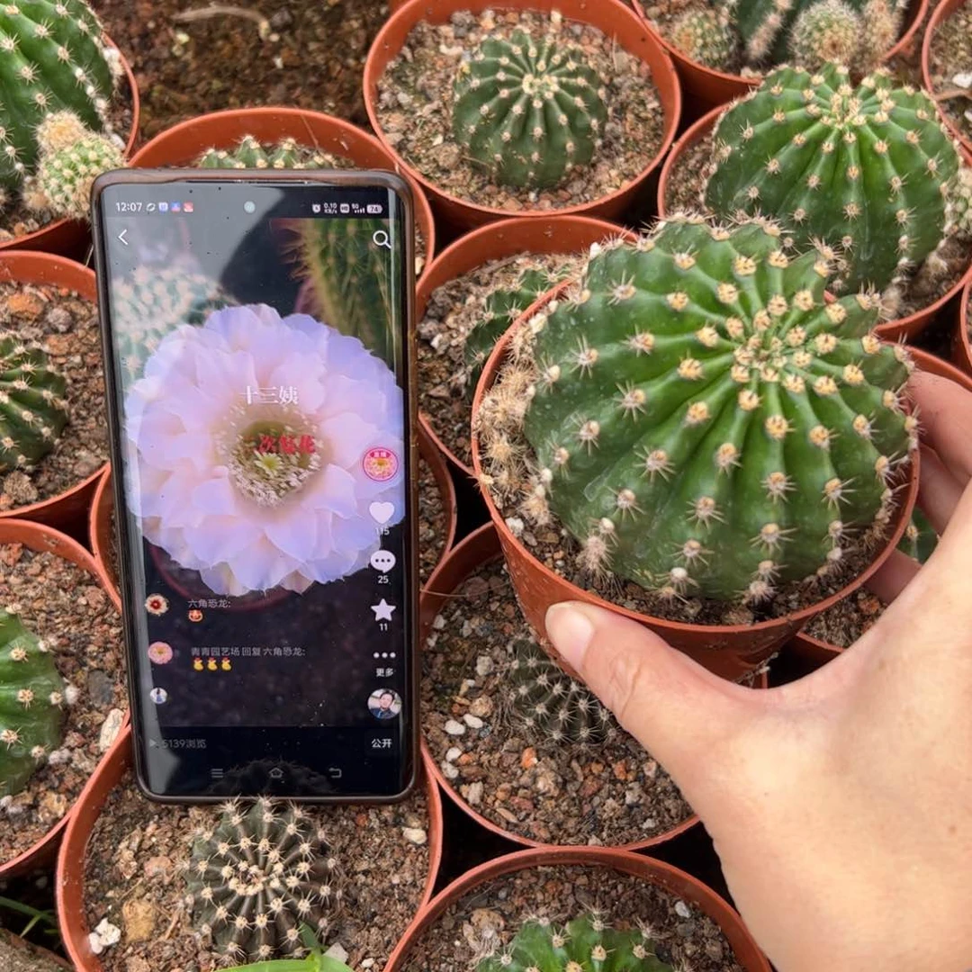 你**字彩草13姨7.8公分左右