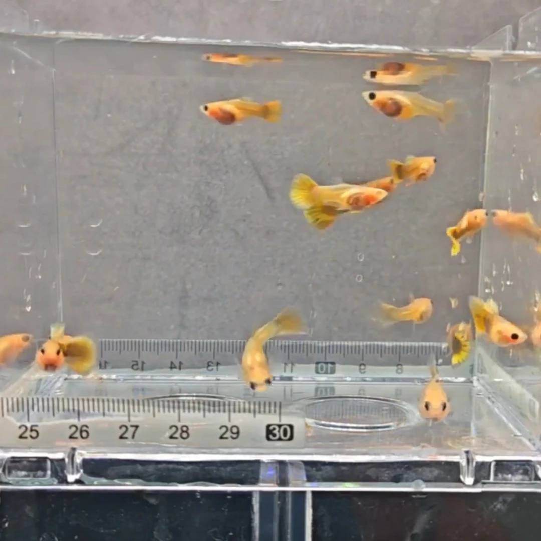 孔雀鱼黄化玻璃猫2对