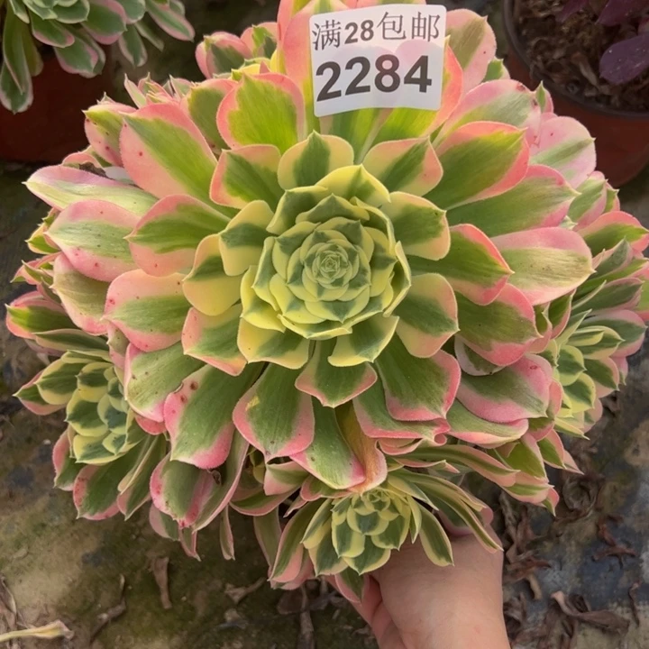 2284白凤多肉植物