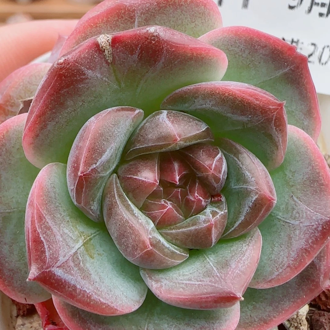 花语逸镜0925-111糖心