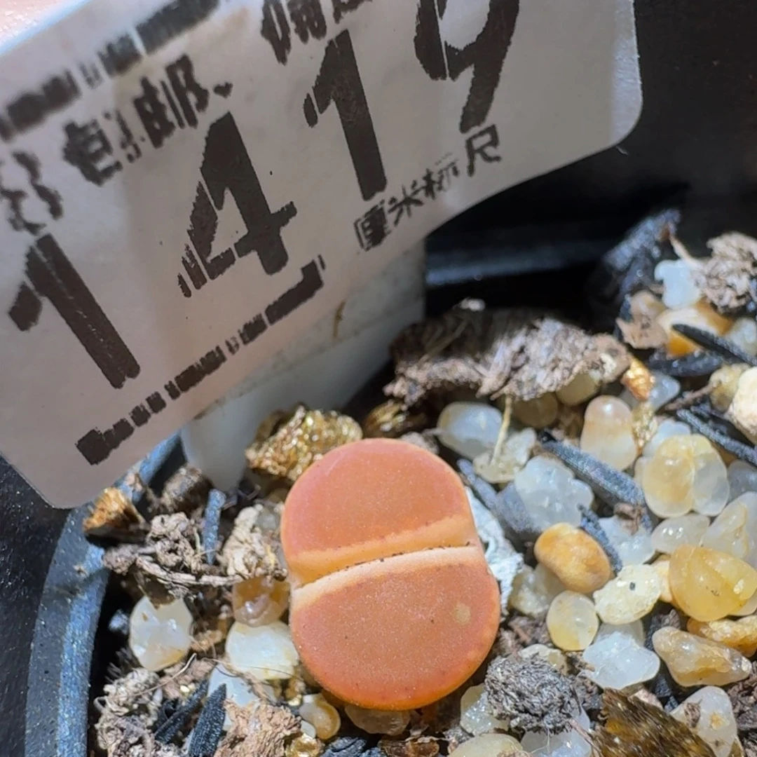 Ssss精品生石花1419锦