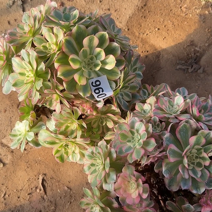 阿***达096hhhhhhhhhhhhhhh