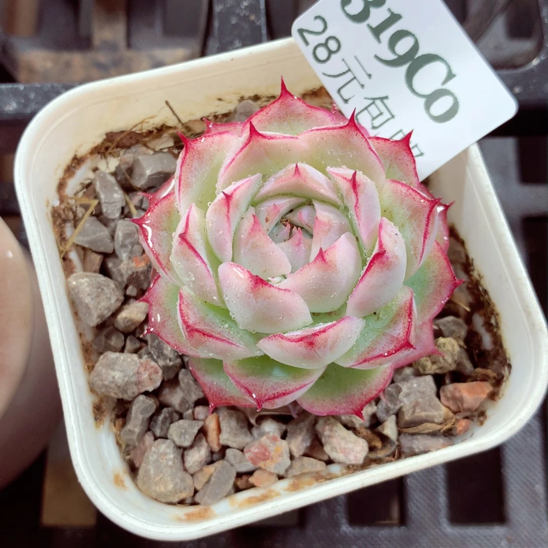 5厘米盆精控多肉319