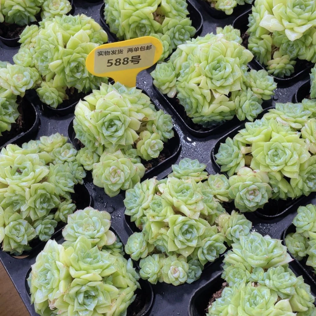 588号 花朵脸白天鹅麦秆多头群一个