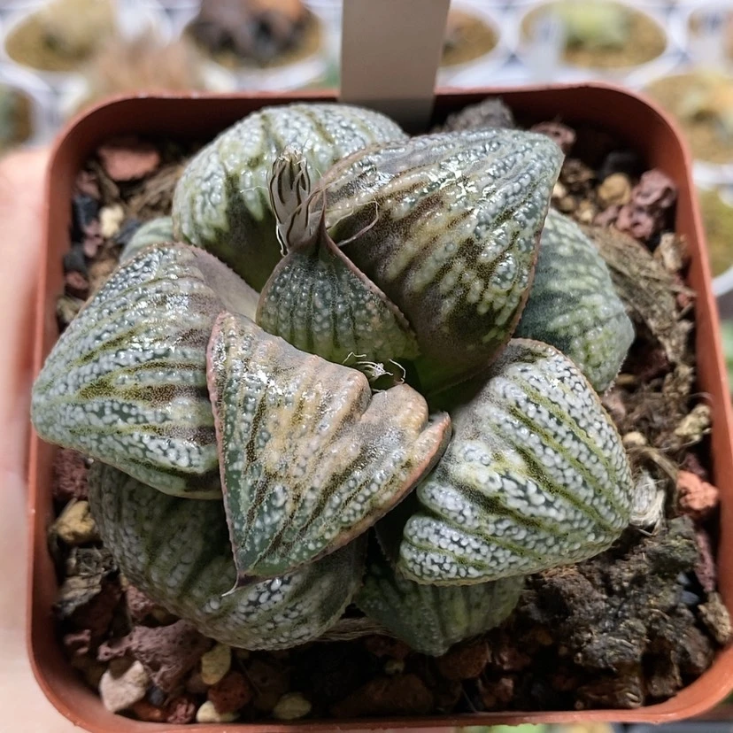 【闪购商品】142白泽青蟹