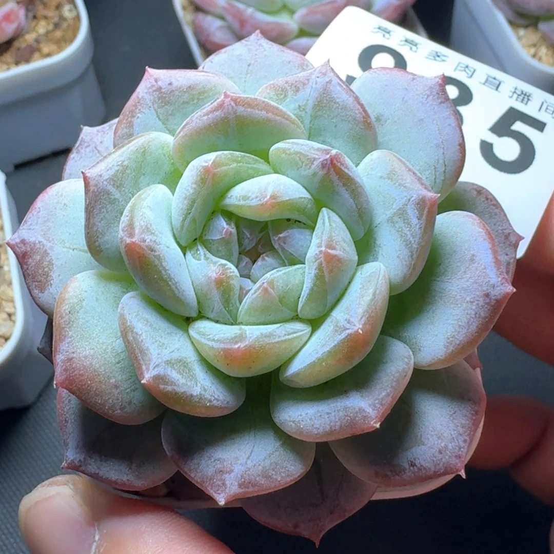腥***绊暗纹雪塔            精美多肉植物