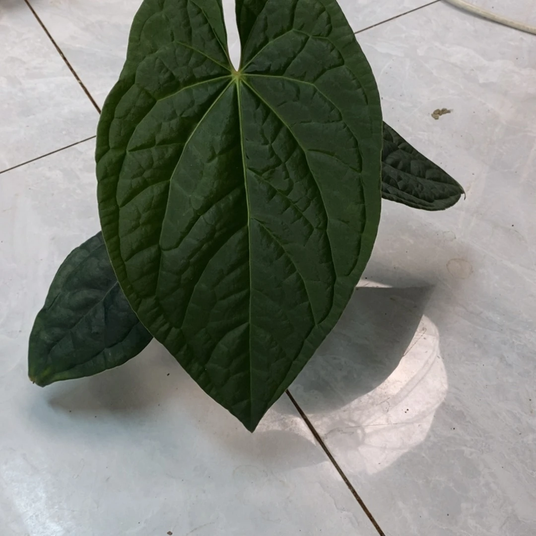 不开花植物321 Papi杂奢华