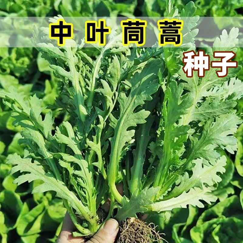 新款【中叶茼蒿种子】皇帝菜茼蒿四季阳台抗寒热青菜蔬菜种