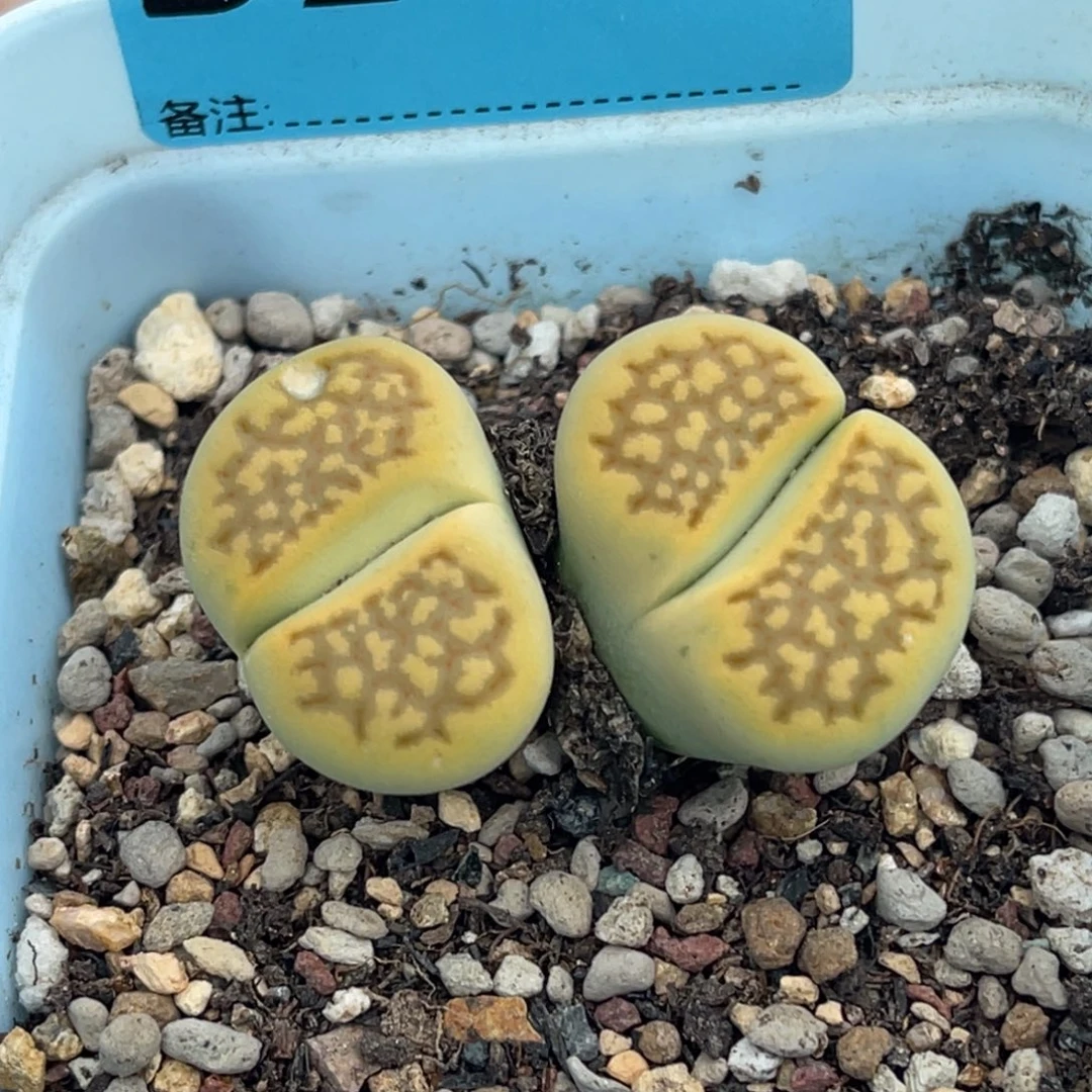 2546双头黄巴里一颗