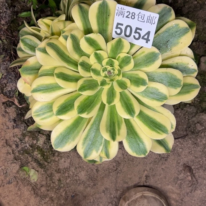 5054南雪莲多肉植物