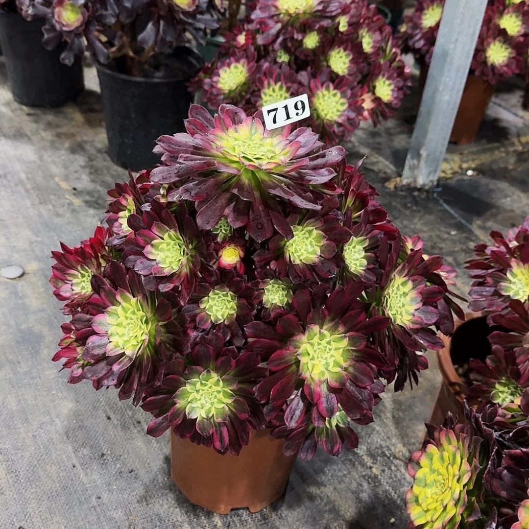 0000719天河多肉植物