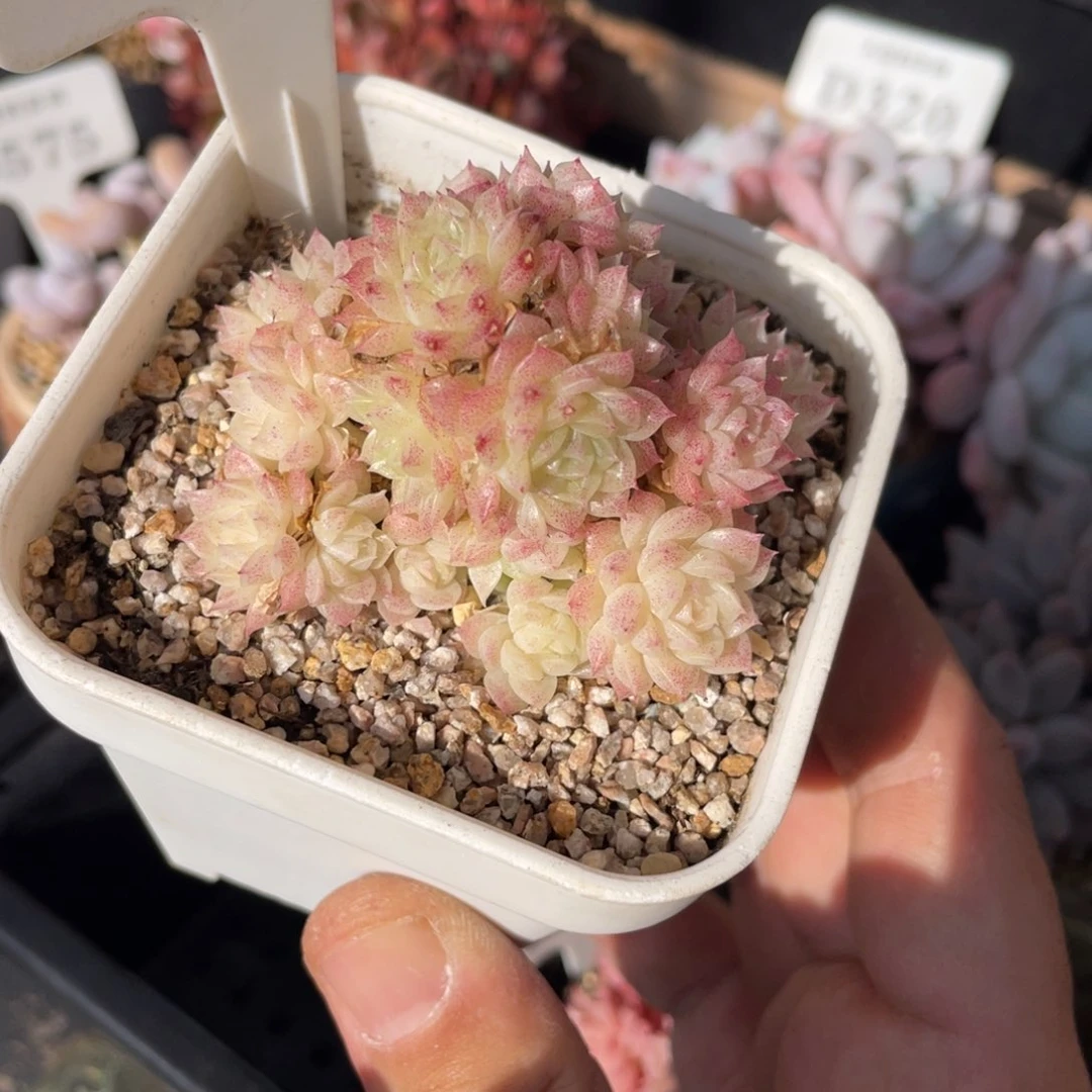 0391麦秆不带盆7厘米