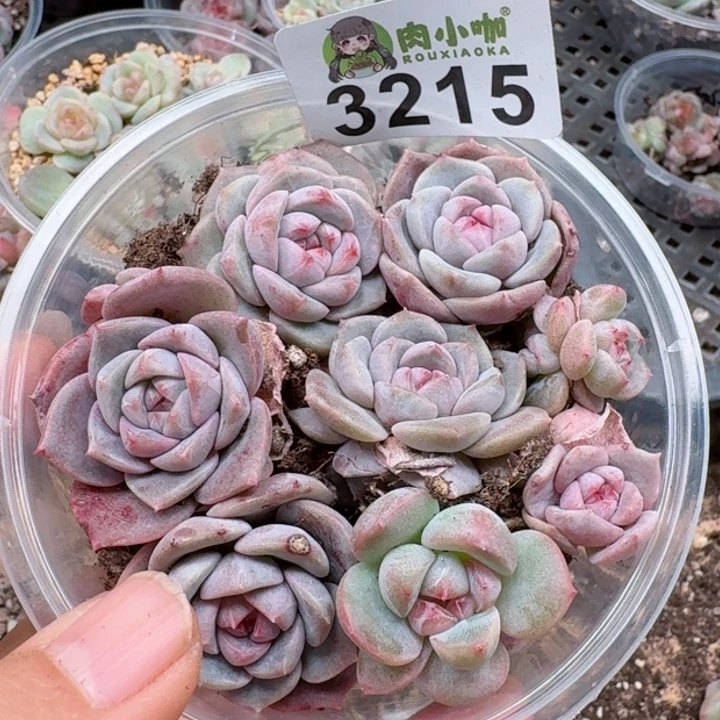 多肉植物多肉植物