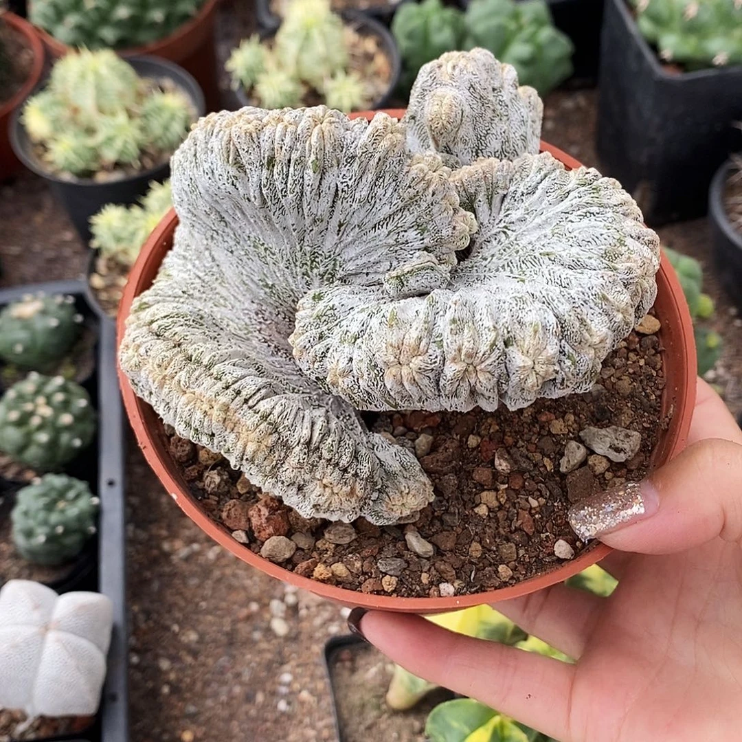 L***L花花草草花花草草