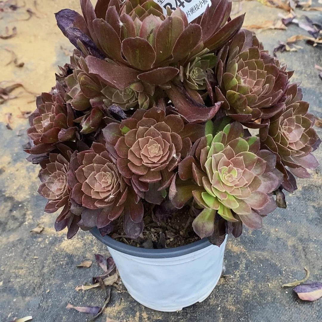 460千面男爵多肉法师锦