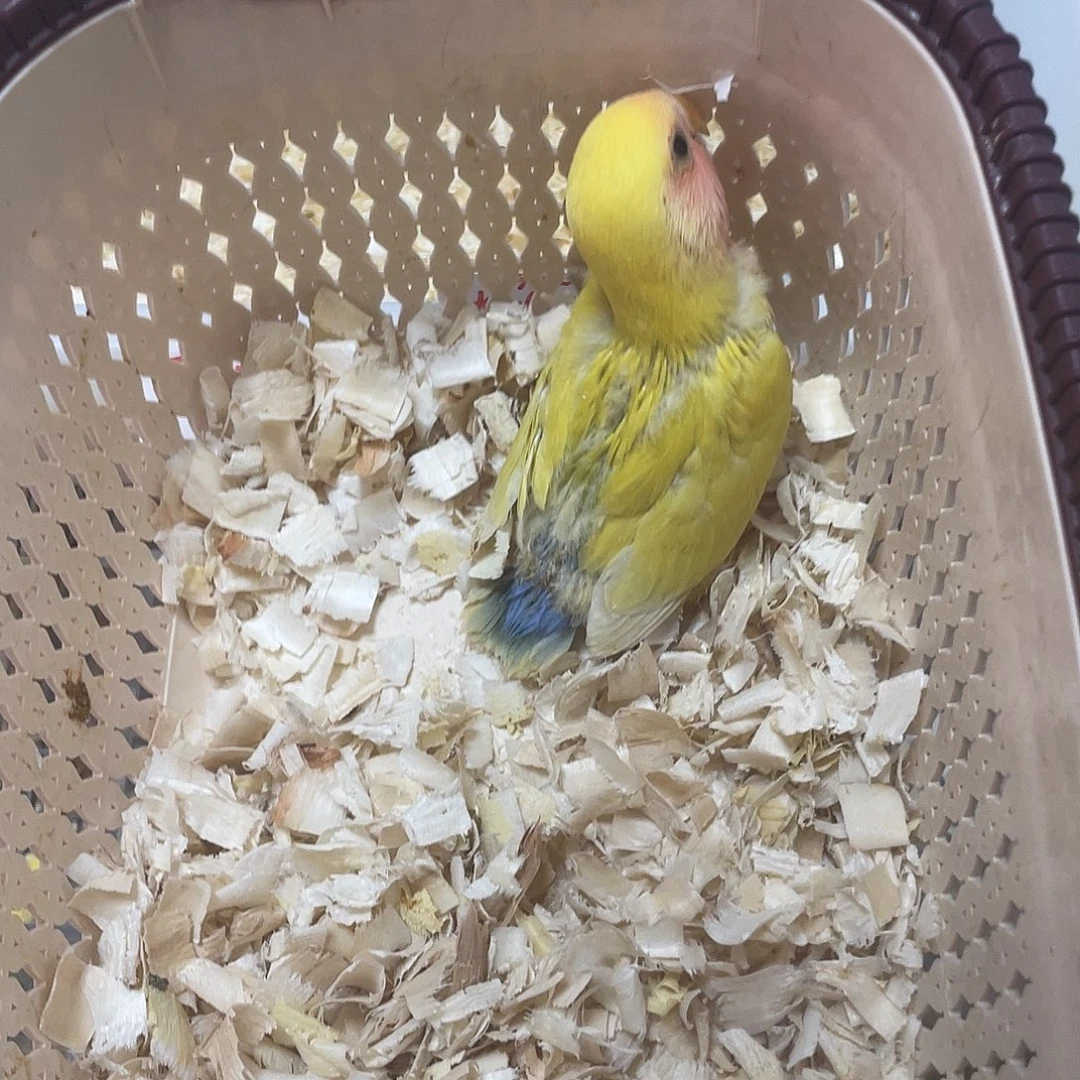 桃脸牡丹鹦鹉蓝腰黄桃