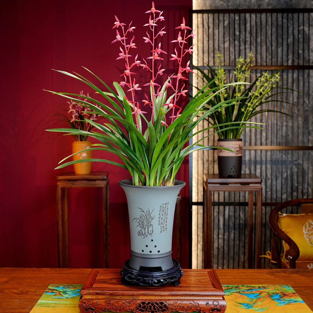 墨兰铭品【沉香兰】带花剑 浓香型兰花 宜兴大师 手工紫砂盆