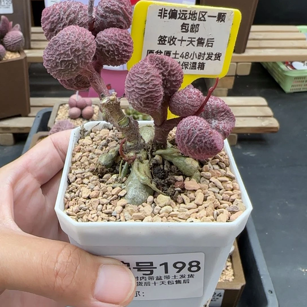 米*儿198水蜜桃多肉植物