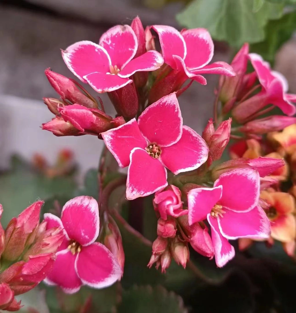 粉岩丁【直播为准，130盆】美观带花苞鲜花客厅重瓣长寿花