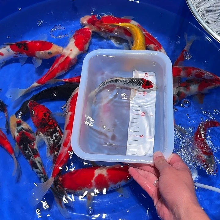 赢***渔海水得到广泛的火锅店成功