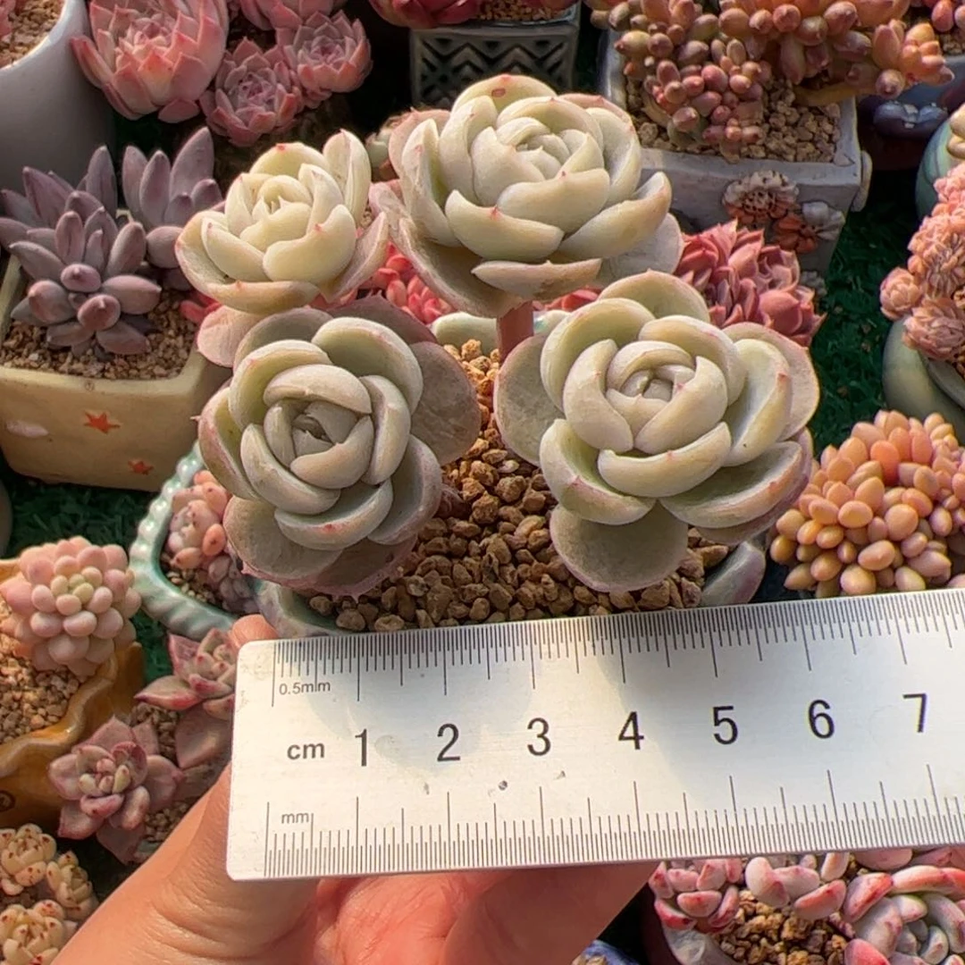 佳*玲400 多肉植物组合盆栽