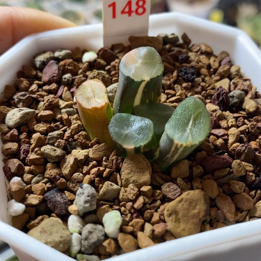 148号山之翠万象锦