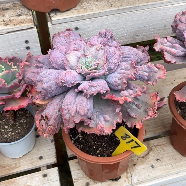 男爵多肉植物8 1 7