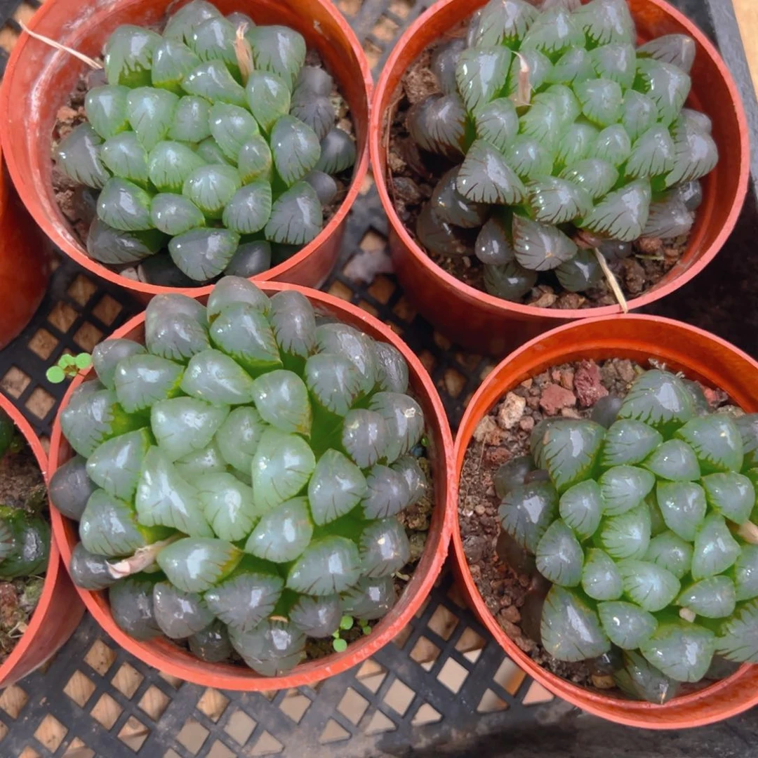 红盆孔明灯玉露多肉多肉一颗