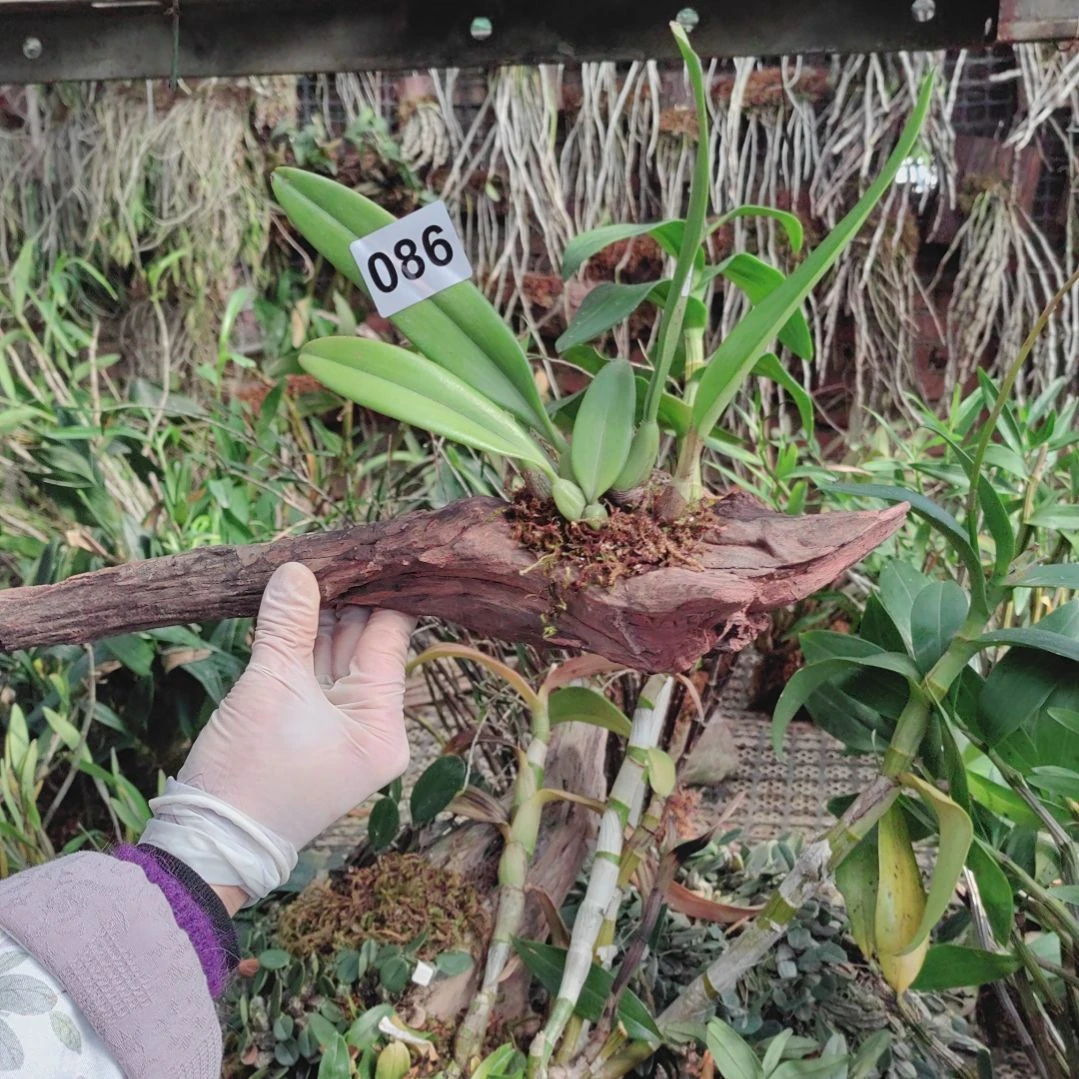 086齐天大圣石豆兰花卉