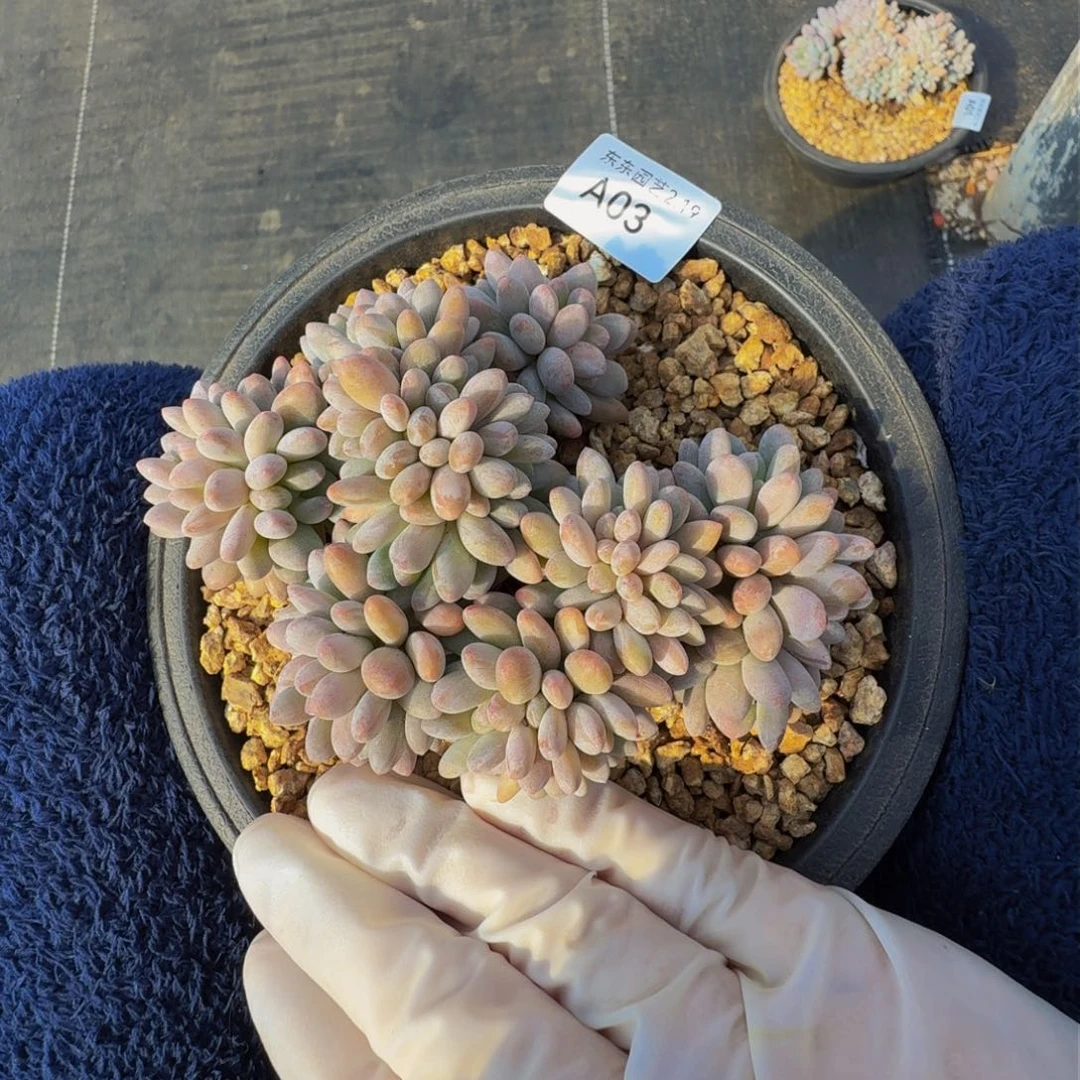 a a a a a a a a a 3