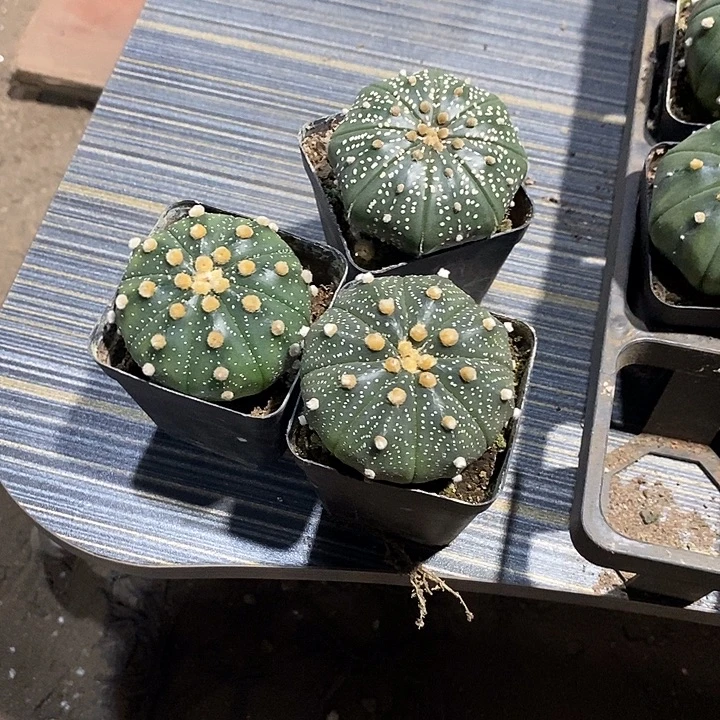 不***。组合3棵实生脱土发货