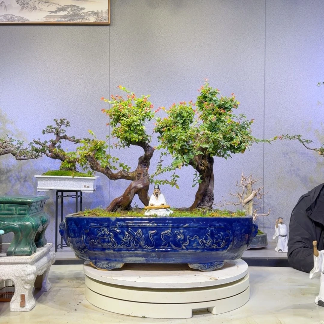 雀梅盆景雀梅盆景雀梅盆景