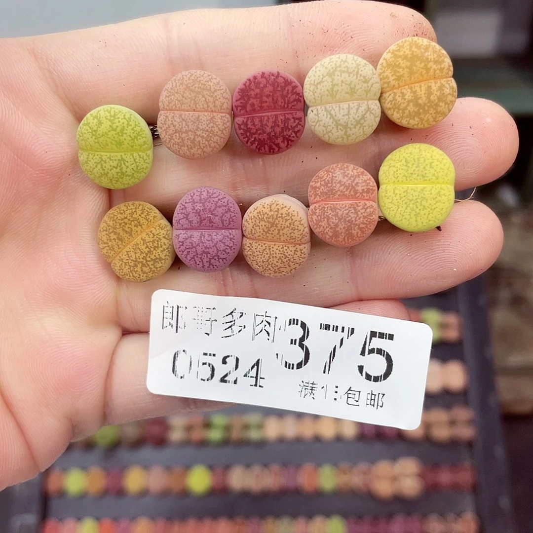 满18包邮0524-375
