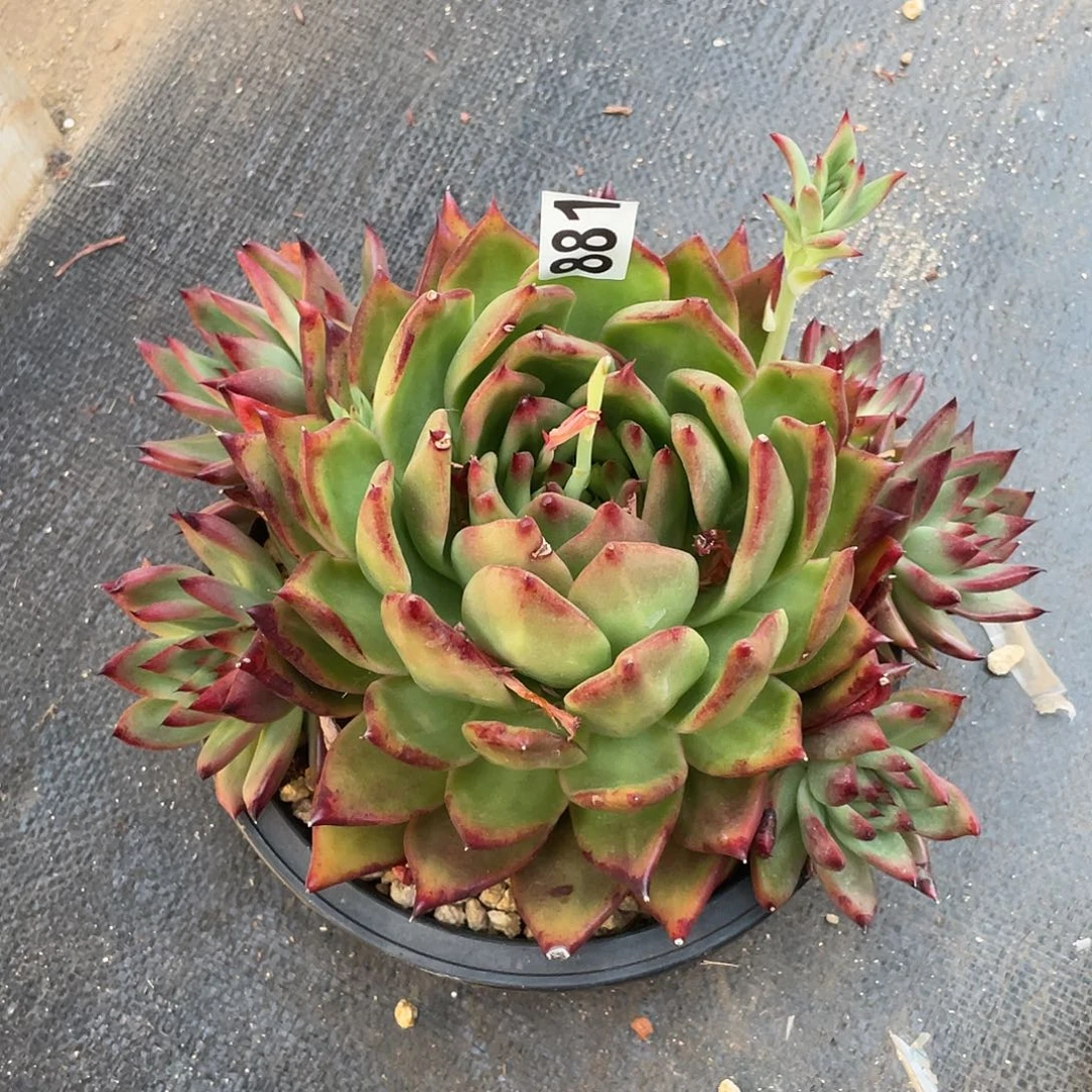 初若如东云组拍881