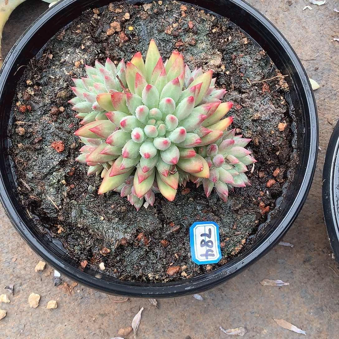 784美人一物一拍多肉