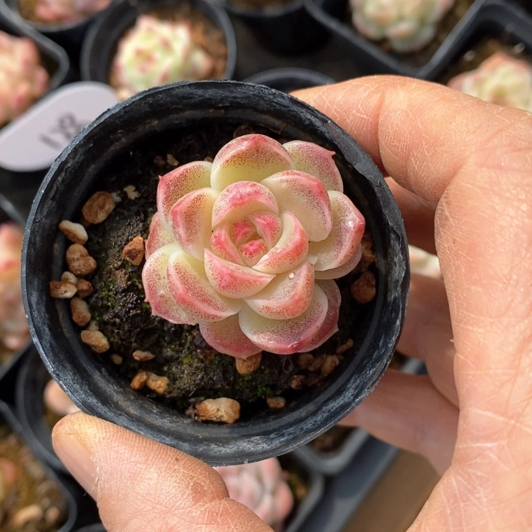 精品多肉一物一拍不包整25